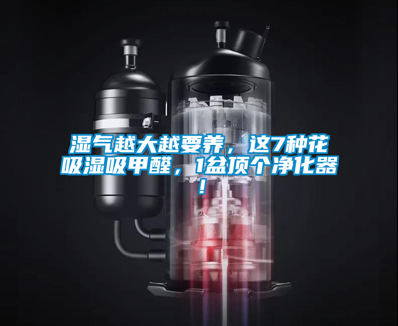 濕氣越大越要養，這7種花吸濕吸甲醛，1盆頂個凈化器！